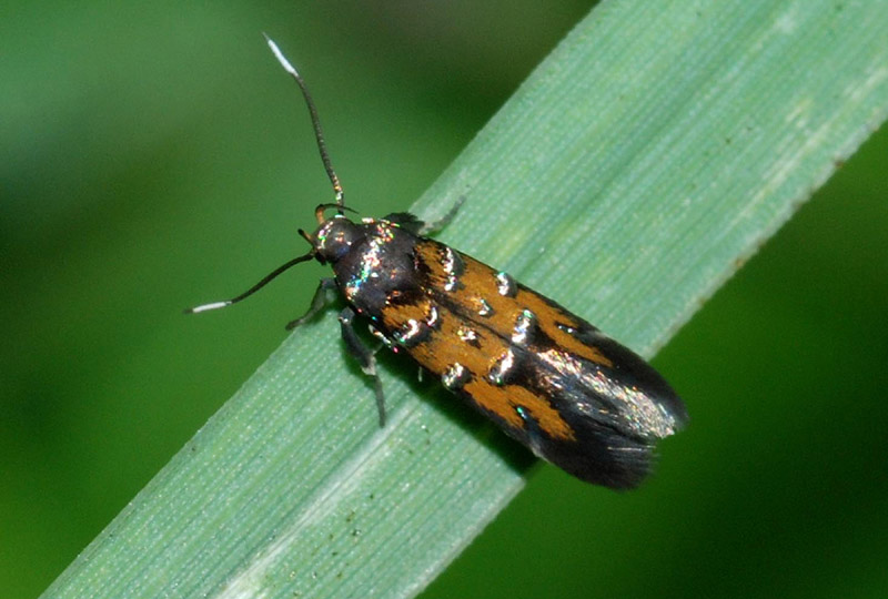 Cosmopterigidae da conf. e det.